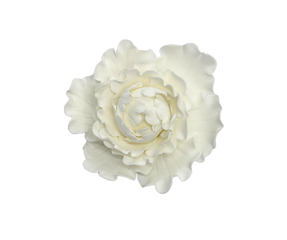 Edible Flower | Closed Peony | White | Large