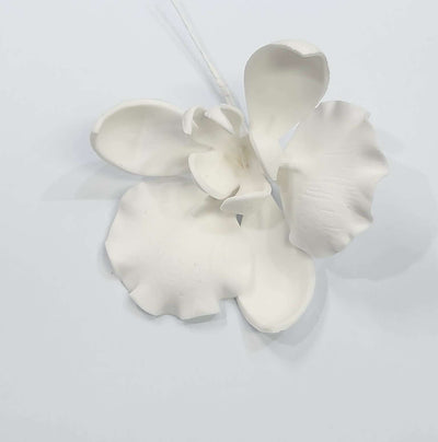 Moth Orchid White