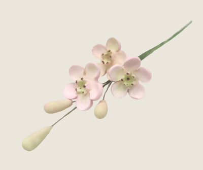 Geraldton Wax Icing Flower Pink