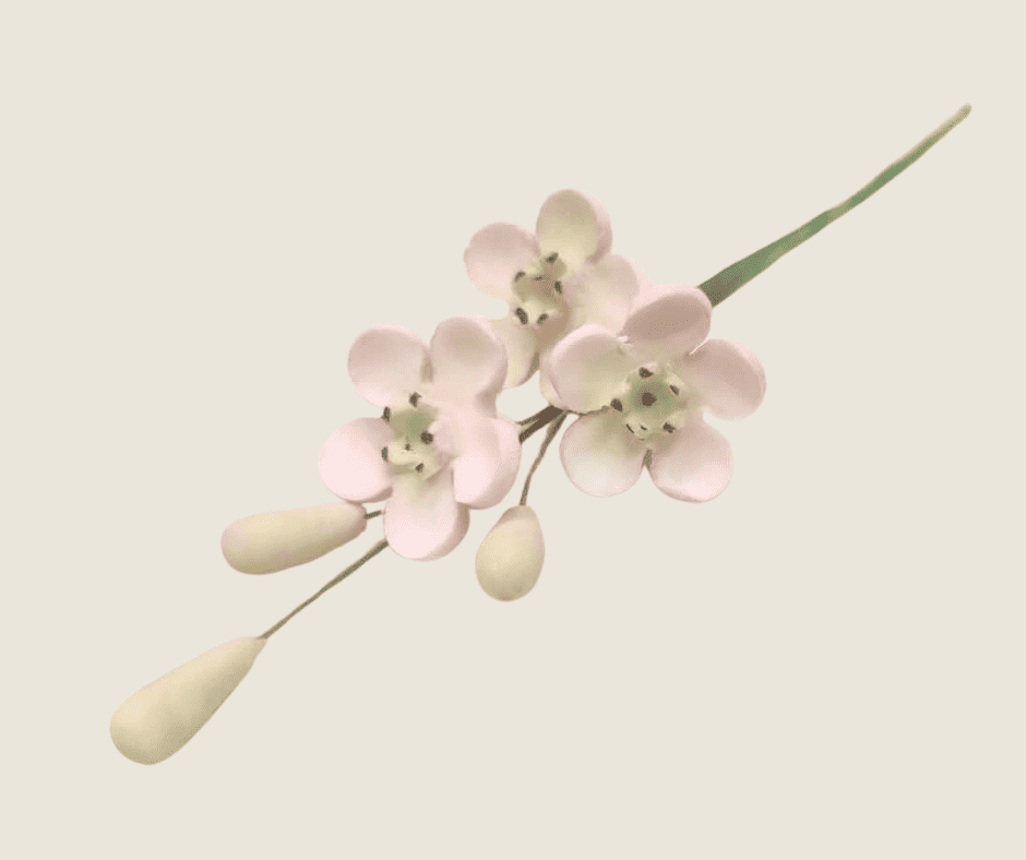 Geraldton Wax Icing Flower Pink