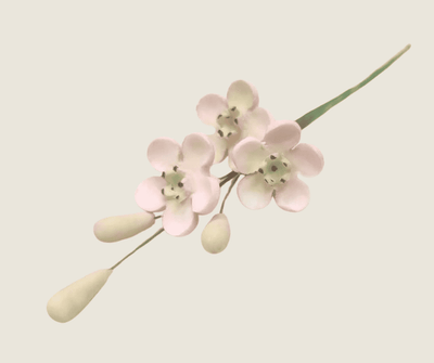 Geraldton Wax Icing Flower Pink
