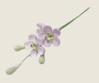 Geraldton Wax Icing Flower Purple