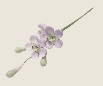 Geraldton Wax Icing Flower Purple