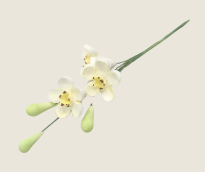 Geraldton Wax Icing Flower Yellow