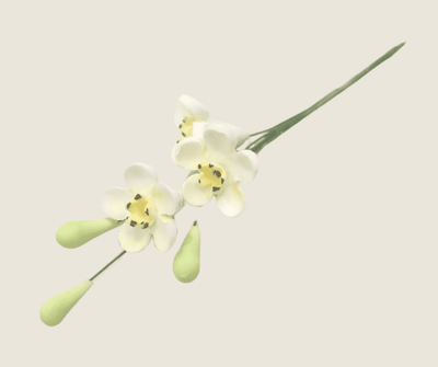Geraldton Wax Icing Flower Yellow