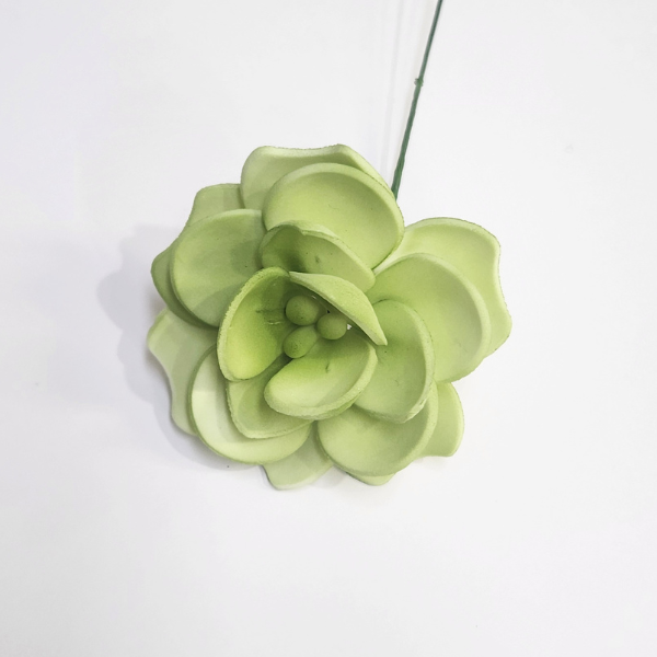 Green Rounded Leaf Succulent