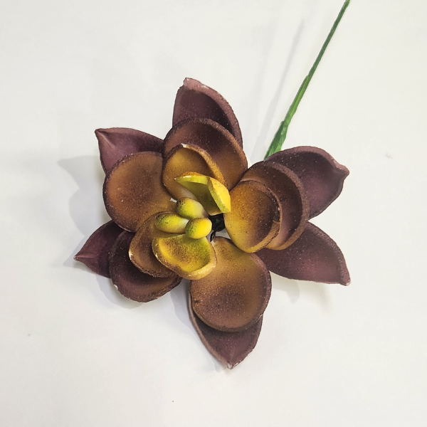 Burgundy Succulent