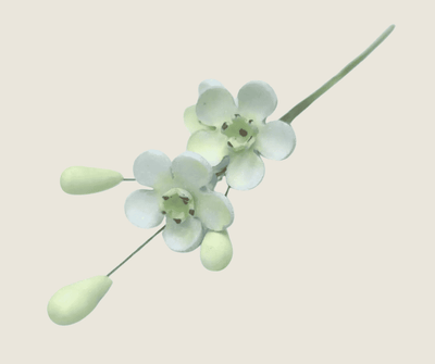 Geraldton Wax Icing Flower Blue