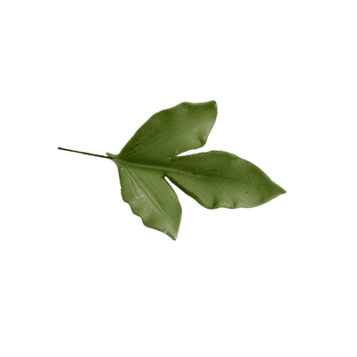 Edible Leaf Peony Single