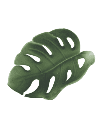 Edible Leaf | Monstera | Small | Single