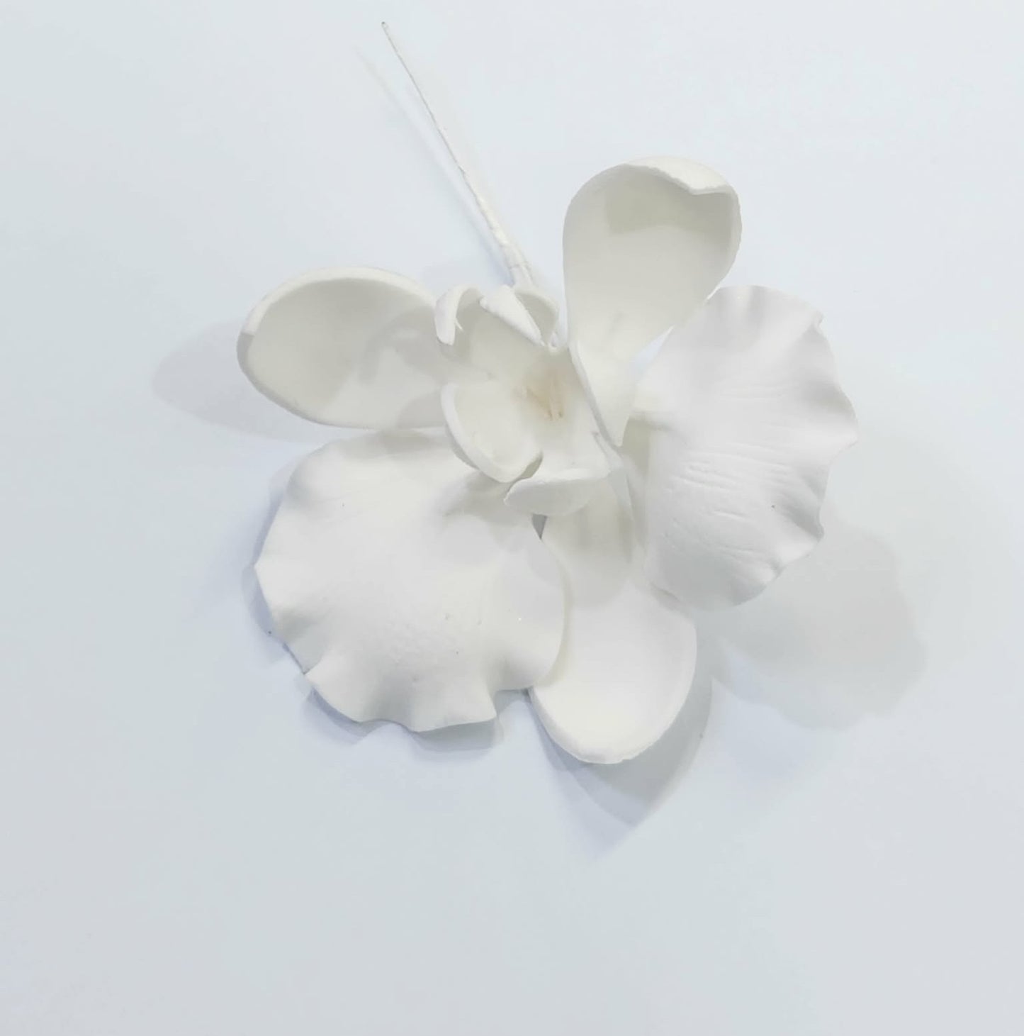 Moth Orchid White