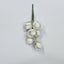Cluster Rose White