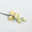 Cluster Rose Yellow