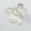 Moth Orchid White