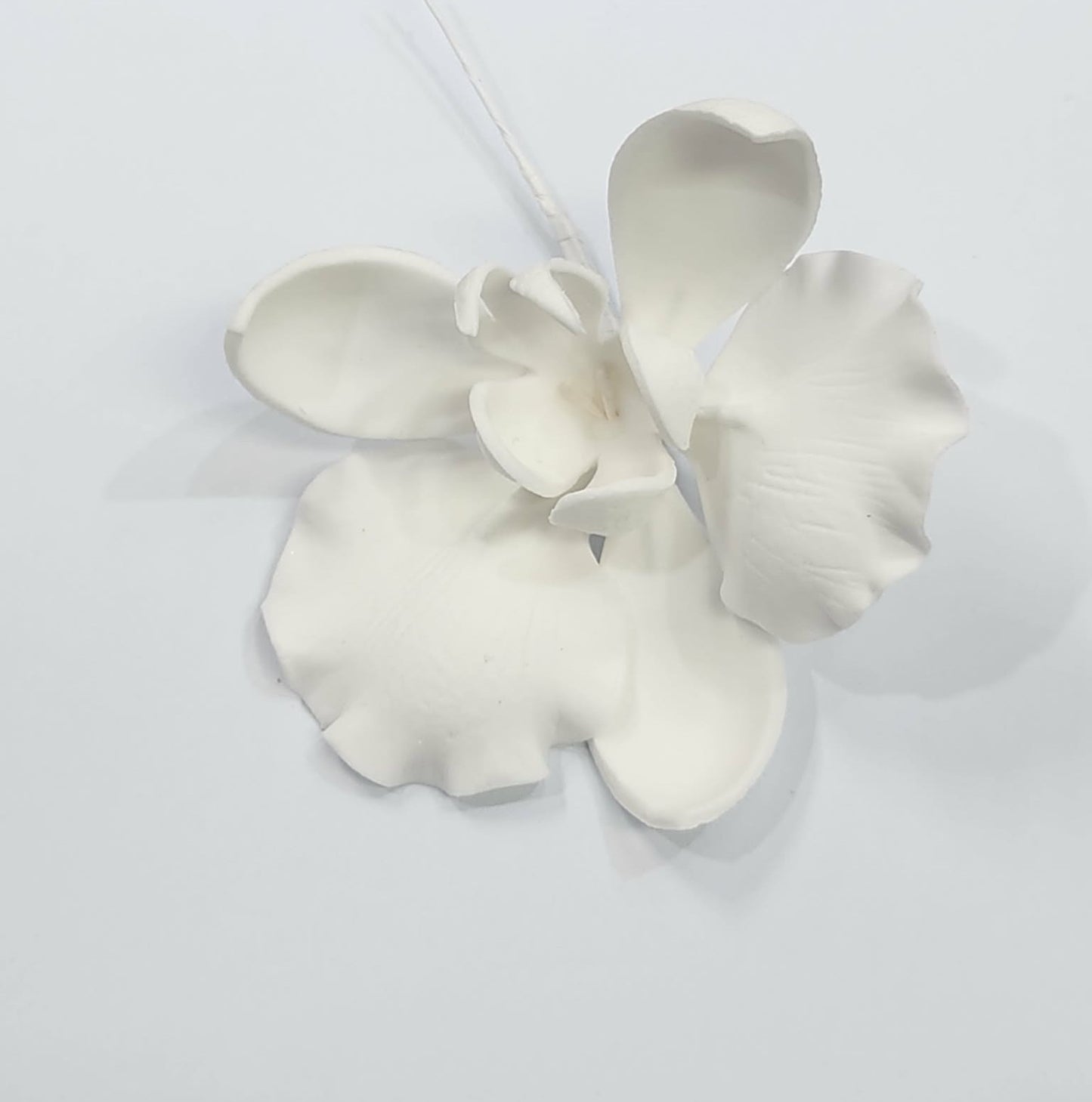 Moth Orchid White