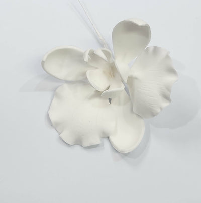 Moth Orchid White