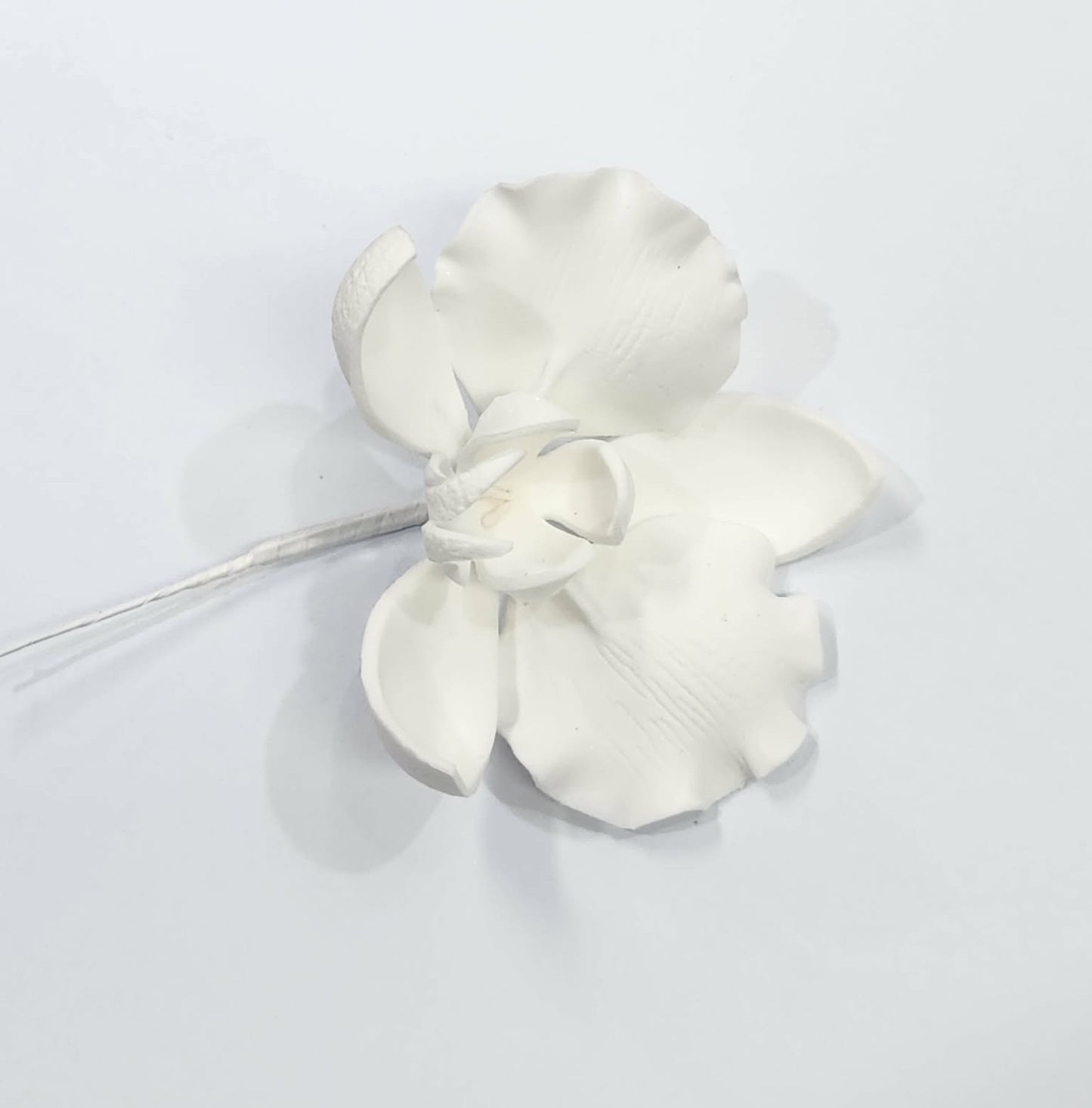 Moth Orchid White