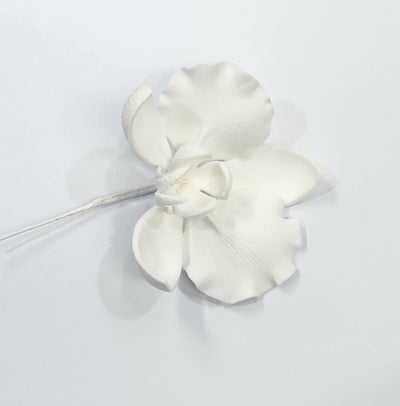 Moth Orchid White