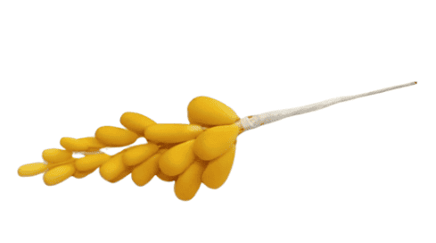 Edible Berry 20pc Stem Golden Yellow