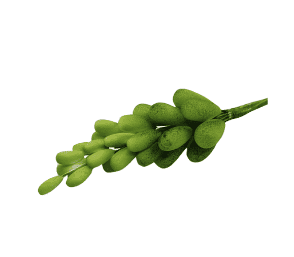 Edible Berry 20pc Stem Green