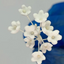 Edible Baby breath flower | Stem