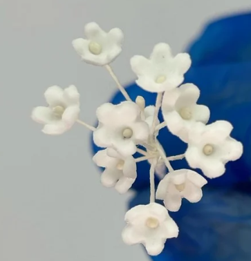 Edible Baby breath flower | Stem