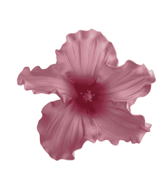 Edible Hibiscus flower Large Deep Pink