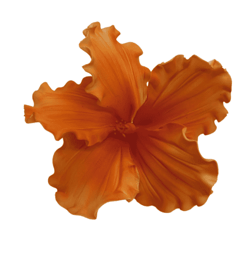 Edible Hibiscus flower Large Deep Orange