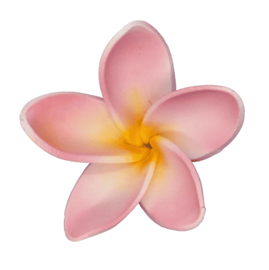 Edible Frangipani flower | Large | Pink + Yellow SL