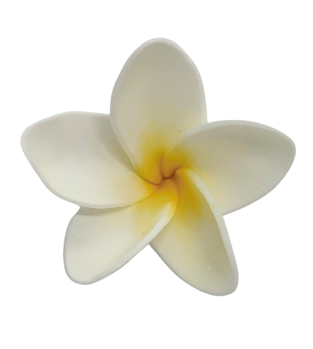 Edible Frangipani flower | Large | White + Yellow