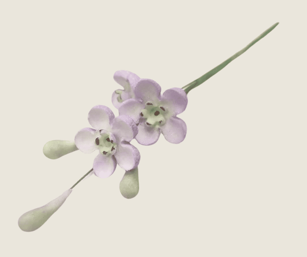 Geraldton Wax Icing Flower Purple