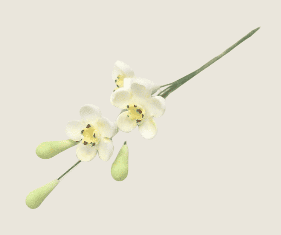 Geraldton Wax Icing Flower Yellow