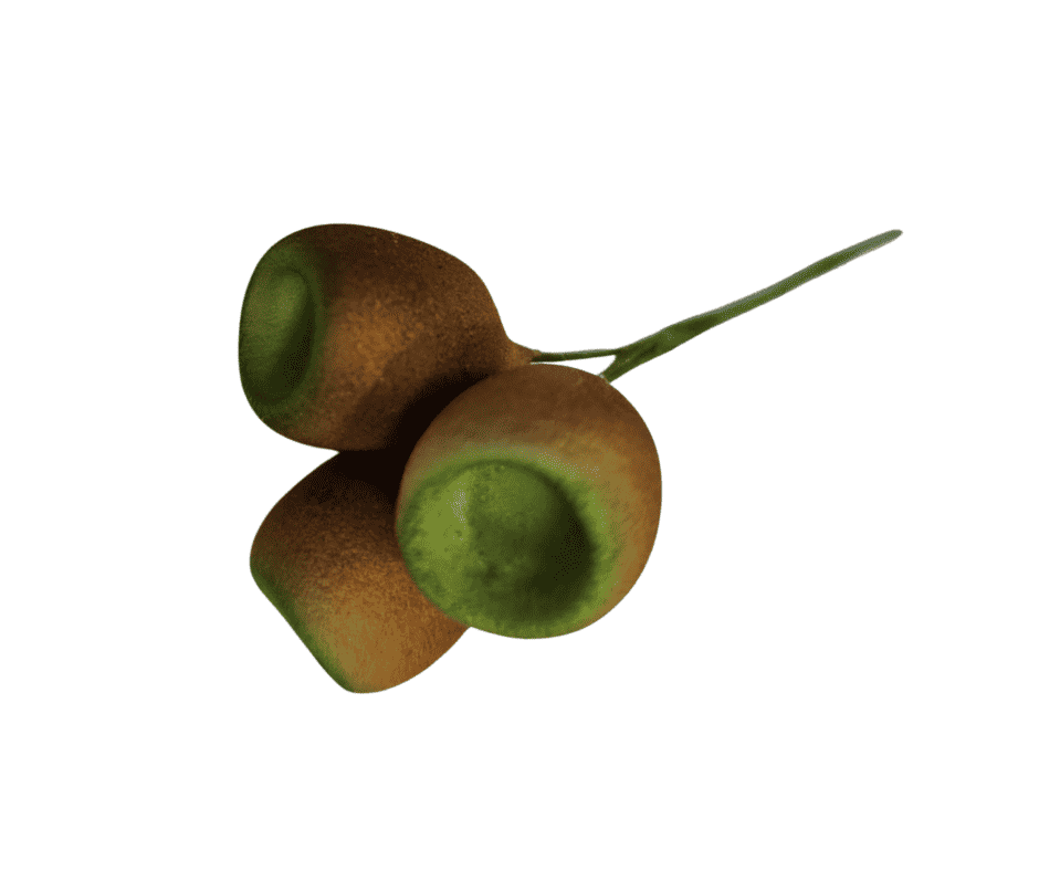 Gumnuts Brown 3 Stem