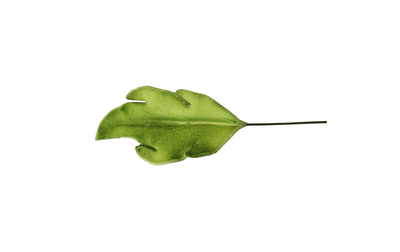 Edible Fancy Leaf