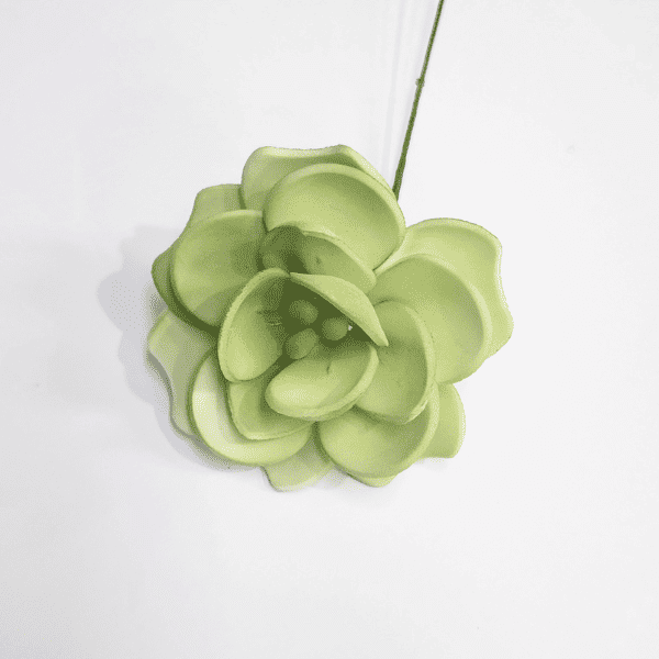 Green Rounded Leaf Succulent