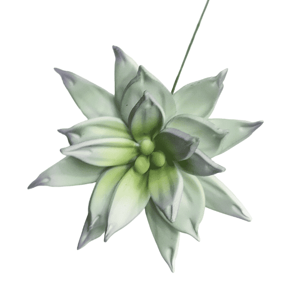 Green Spikey Succulent