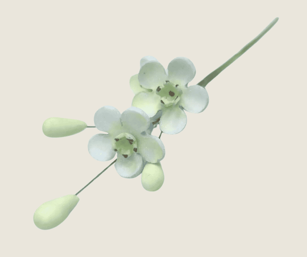 Geraldton Wax Icing Flower Blue