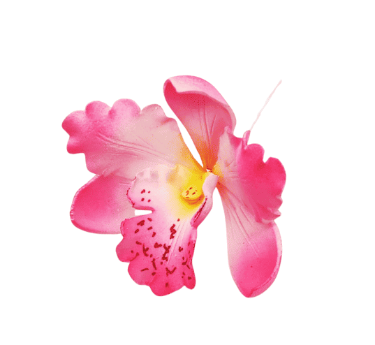 Edible Orchid Hot Pink