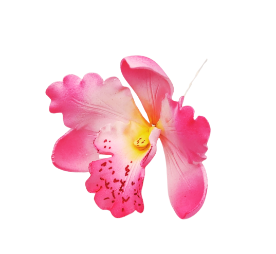 Edible Orchid | Hot Pink