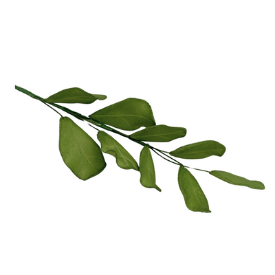 Edible Leaf Stem x 9 Leaves
