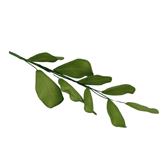 Edible Leaf | Magnolia | Stem