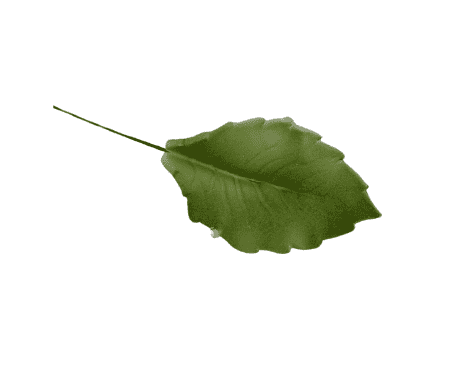 Edible Leaf Rose Single