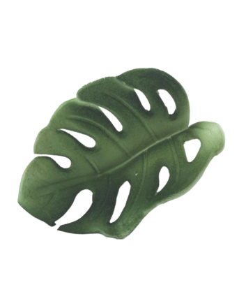 Edible Leaf | Monsteria | Small | Single