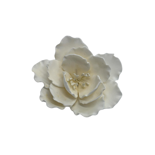 Edible Peony| Large | White